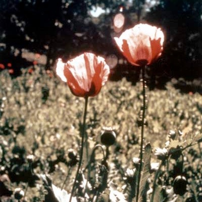 Sap from the poppy Papover somniferum (pictured below) has been used for thousands of years to relieve pain and treat symptoms of diseases.