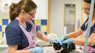 vets neutering a cat