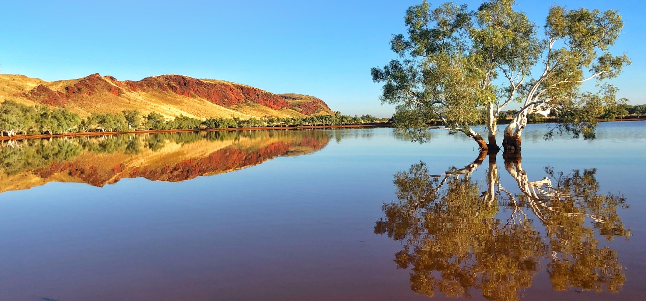 gorge, water, tree, australia