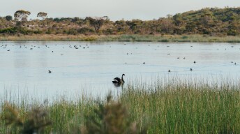 wetlands with a bird