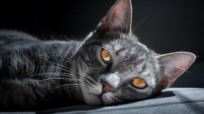 grey tabby cay with amber eyes