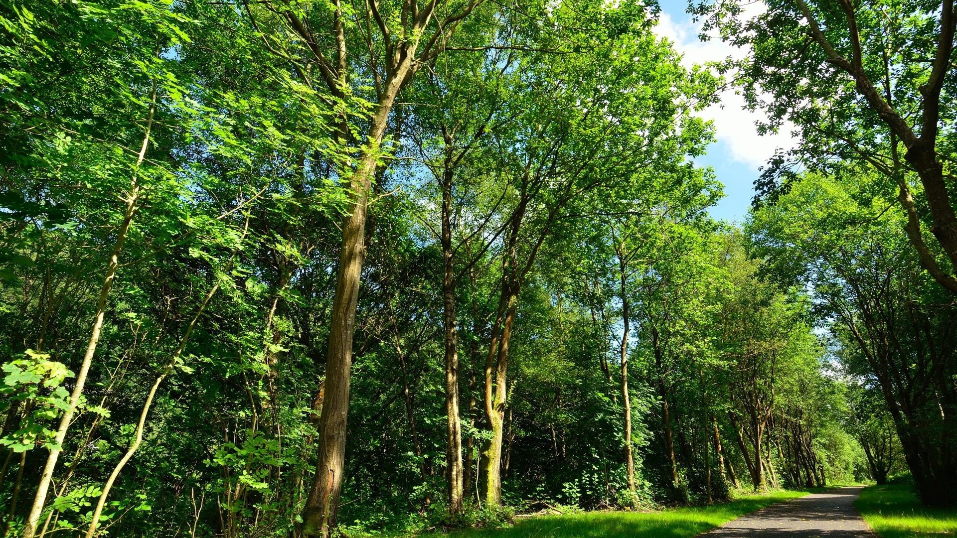 Traffic-free route going through woodland and lush green trees