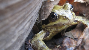 Close up of a single frog sat on top of a pile of wet leaves