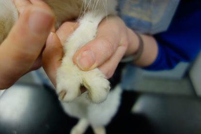 cat paw with only two toes