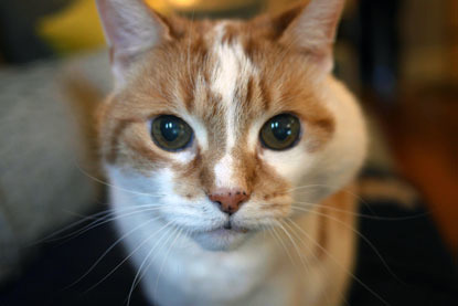 white and ginger cat with large lump in cheek