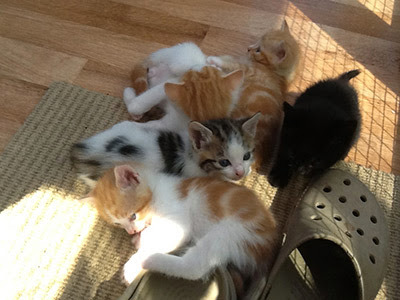 Litter of ginger, tabby, white and black kittens