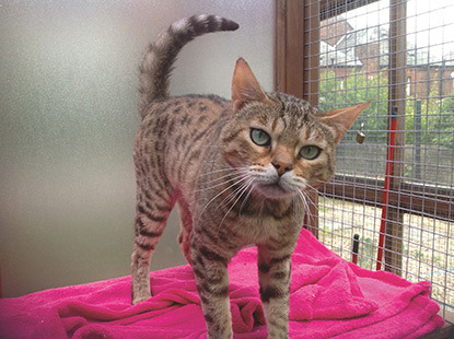 tabby cat in outdoor pen