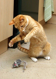 ginger cat on hind paws playing with grey mouse toy