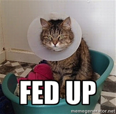 Tabby cat wearing Elizabethan collar meme