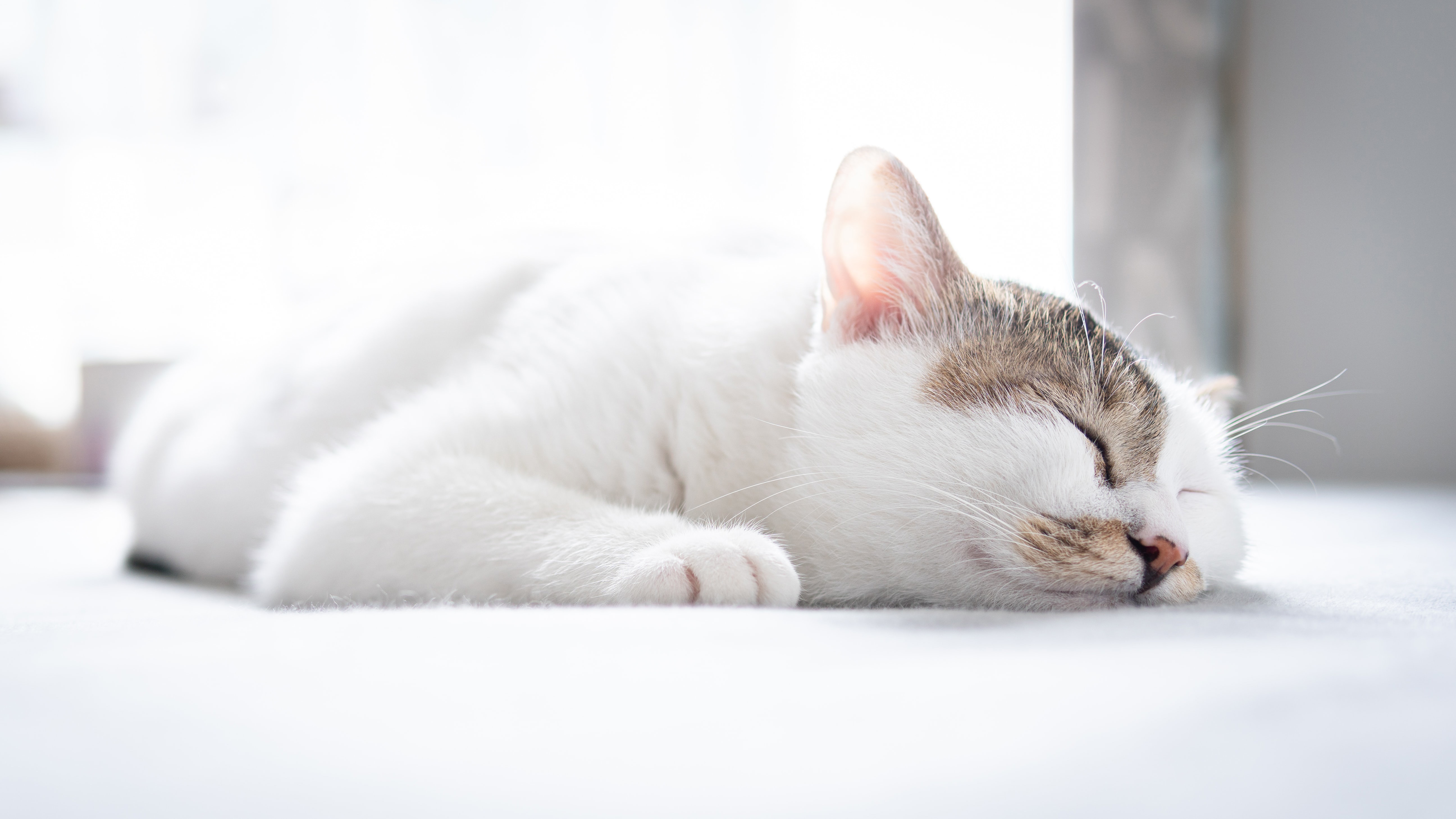 9 money-saving tips for cat owners