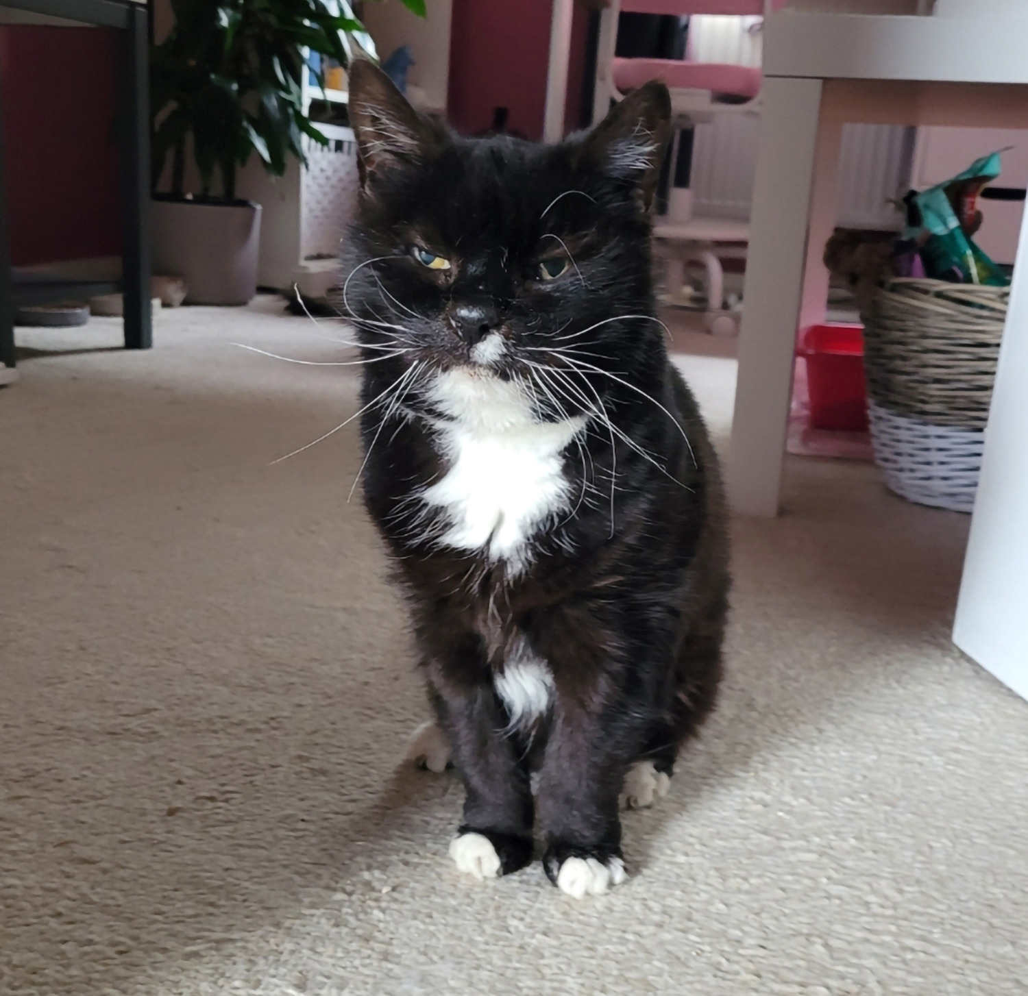 Mature moggy Molly finds a home at 19 years old