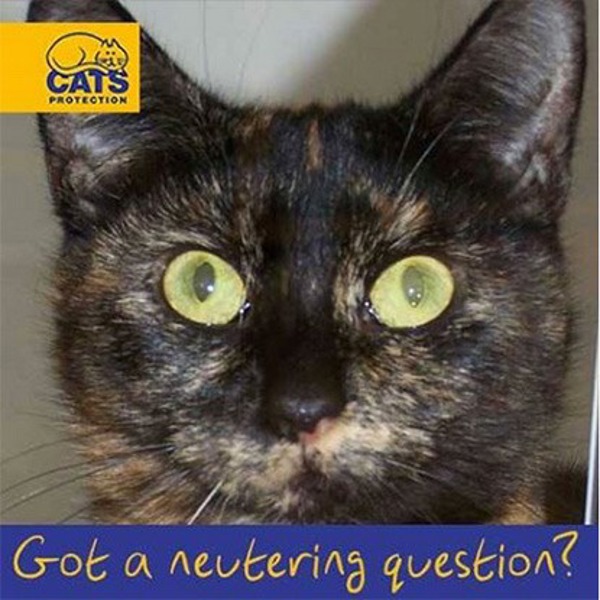 ‘How much does it cost to get my cat neutered?’ and other neutering FAQs