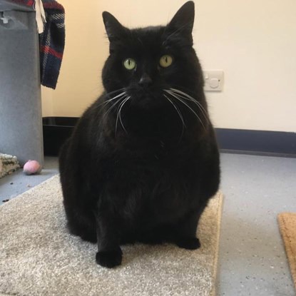 Massive moggy Sootie weighs twice the ideal cat weight