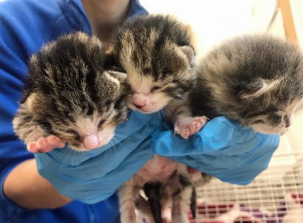 Abandoned kittens saved from death and named after NHS founding figures