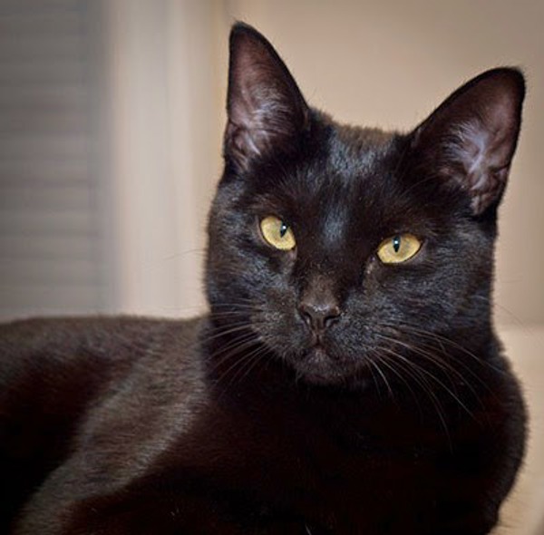 Secrets to taking successful photos of black cats