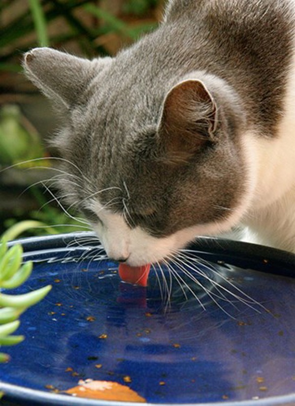 Behaviour focus: drinking water