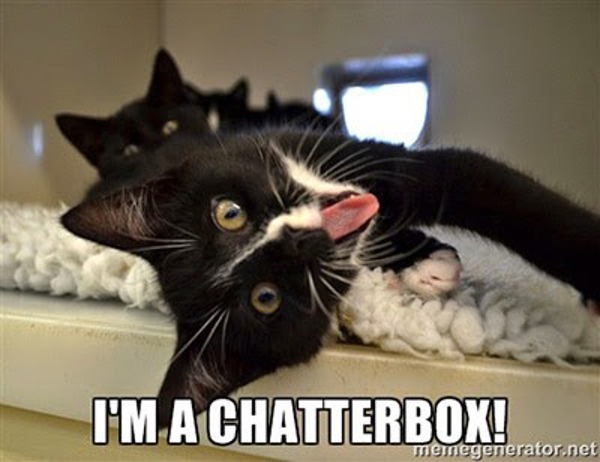 Cat memes: 10 reasons you should adopt a cat