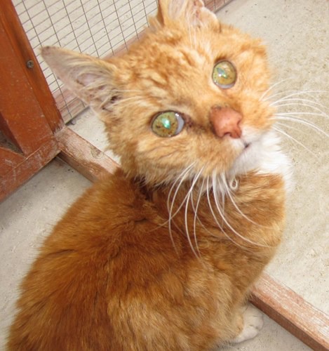 Bus cat to beloved pet