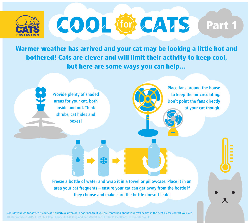 How to keep your cat cool in the summer