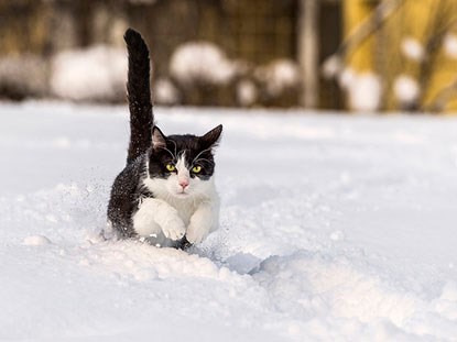 Keeping your cat safe in winter