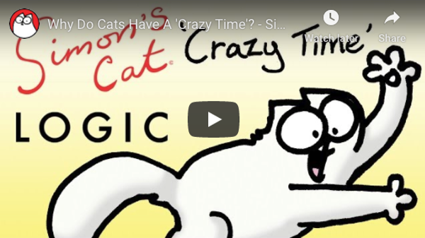 Cat crazy time explained