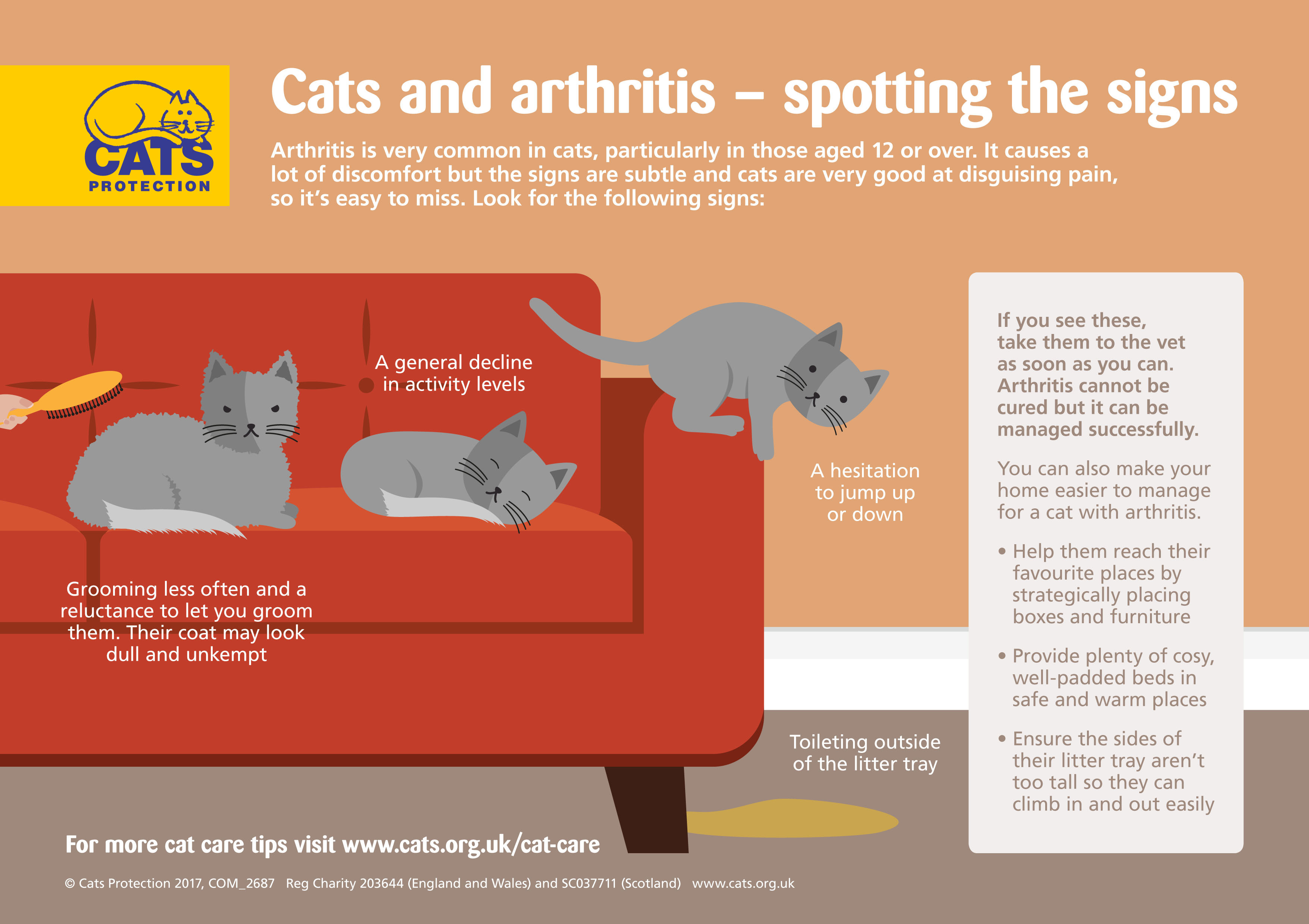 Cats and arthritis: spot the signs and adapt your home