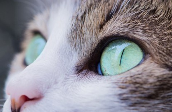 Can cats see in the dark? And other cat eyesight facts