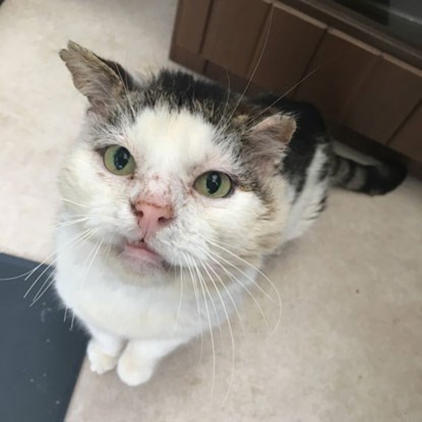 Fergal the world-famous feline who finally found affection