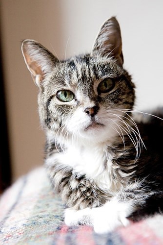 ‘What care does my elderly cat need?’ and other older cat FAQs