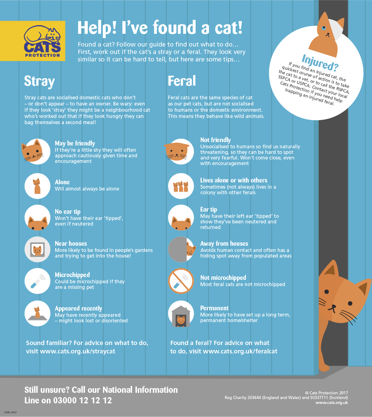 Have you found a stray cat or a feral cat?