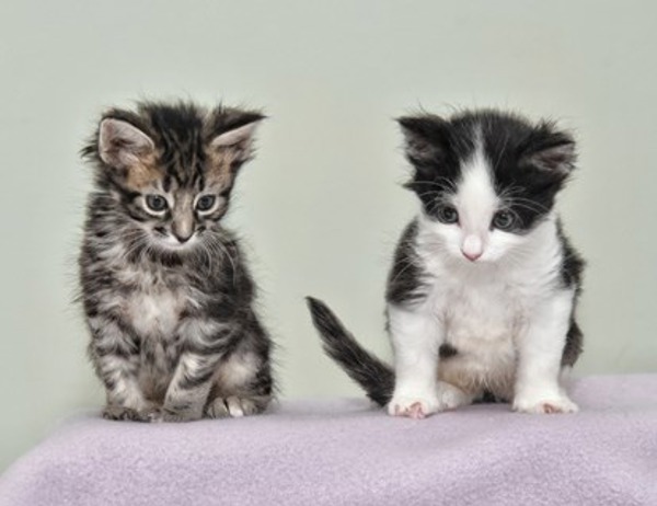 Kittens with peculiar paws found in an abandoned car