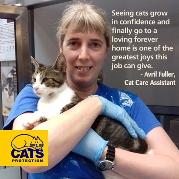 Careers with cats: How can I become a Cat Care Assistant?