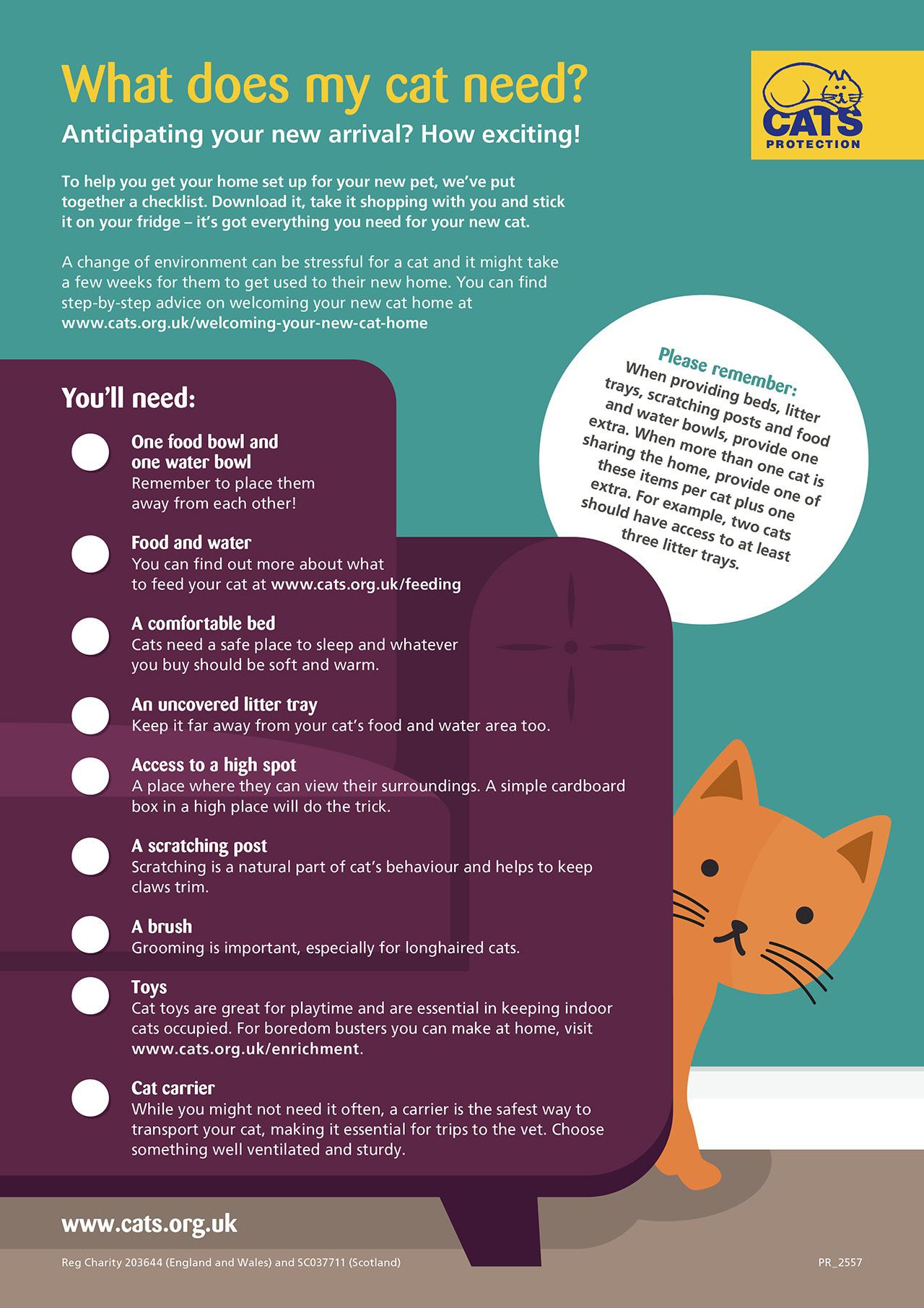 How to create a cat-friendly home