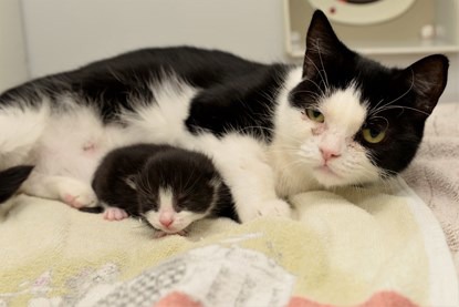 Pregnant cat survives being dumped in a bin bag