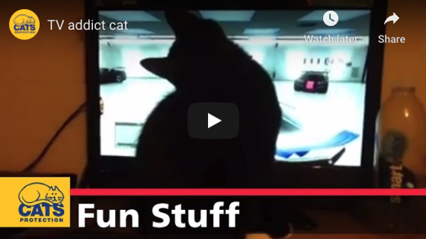 Why are cat videos dominating the internet?