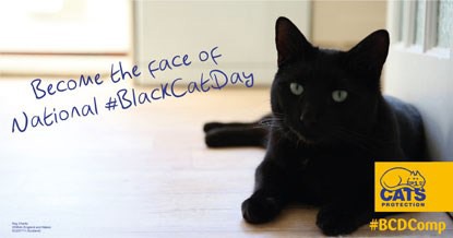 Could your cat be the face of this year’s National Black Cat Day?