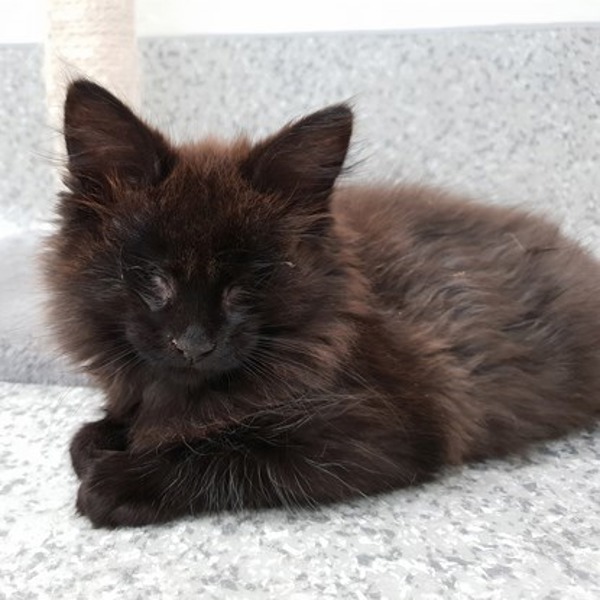 Blind kittens will live a better life thanks to donations