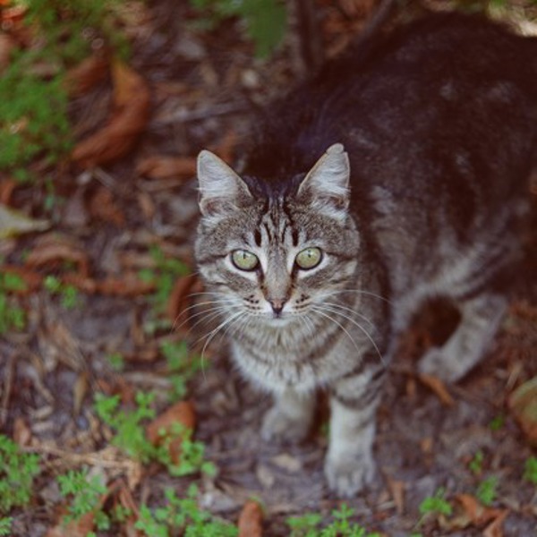 Why do cats bury their poo?