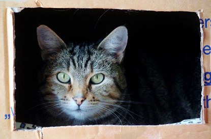 Why do cats love boxes?