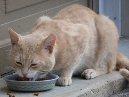 Can I feed my cat a vegetarian diet?