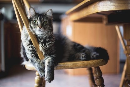 Why do cats shed their fur?