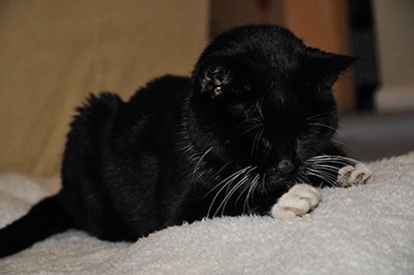 Older cat Jess – an inspirational life