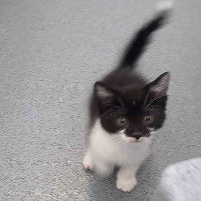 Five-week-old kitten dumped near busy road