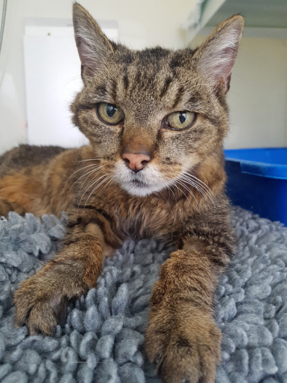 Elderly stray Summer has a sunnier future in her new home