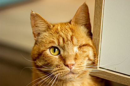 Purrfectly Imperfect: One-eyed cat Biff wins photo competition