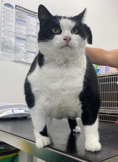 King-sized kitty Dixie is twice the weight of a normal cat