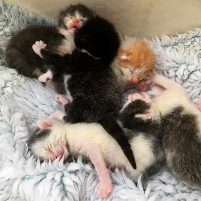 Five kittens dumped in Norfolk countryside survive against the odds