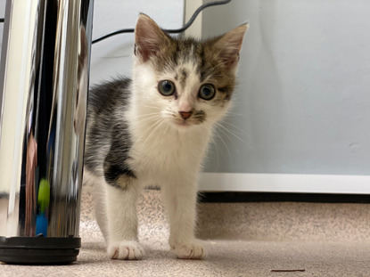 Little Lola shows risks of buying lockdown kittens online