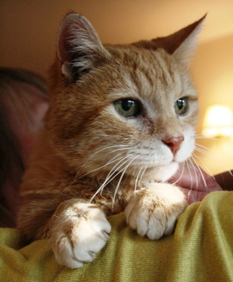 ginger cat sitting on person's shoulder