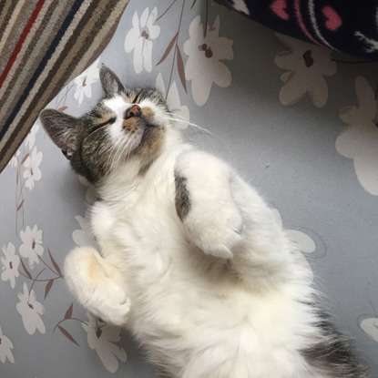 tabby and white cat laying on back showing tummy